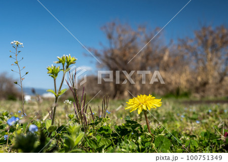 タンポポ　春の野原を彩る草花 100751349