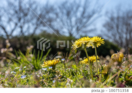 タンポポ 春の野原を彩る草花 タンポポ 春の野原を彩る草花 100751358