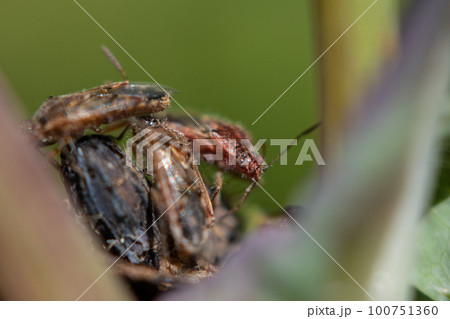 スカシヒメヘリカメムシ スカシヒメヘリカメムシ 100751360