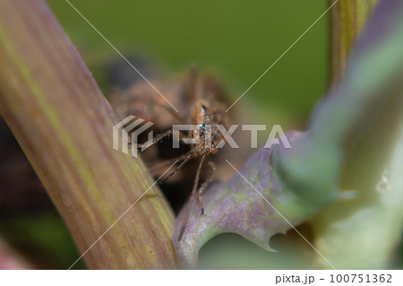 スカシヒメヘリカメムシ 100751362