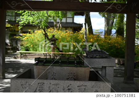 京都 松尾大社の境内に咲くヤマブキ 京都 松尾大社の境内に咲くヤマブキ 100751381