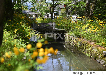 京都 松尾大社の境内に咲くヤマブキ 京都 松尾大社の境内に咲くヤマブキ 100751387