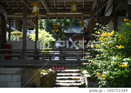 京都 松尾大社の境内に咲くヤマブキ 京都 松尾大社の境内に咲くヤマブキ 100751394