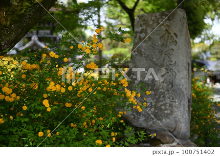 京都 松尾大社の境内に咲くヤマブキ 京都 松尾大社の境内に咲くヤマブキ 100751402