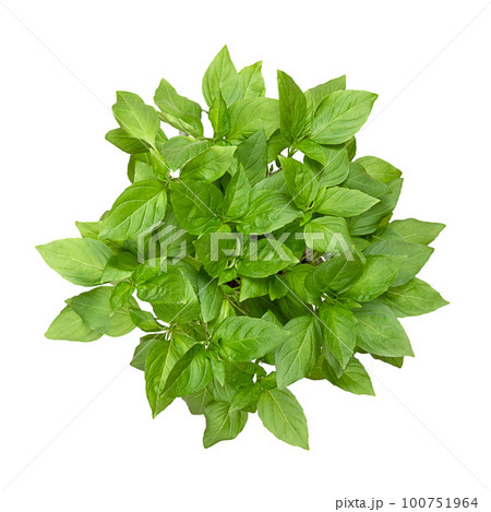 Thai basil from above, isolated, from above. Fresh, early-season Ocimum basilicum var. thyrsiflora, a variation of sweet basil, native in Southeast Asia, with anise- and licorice-like flavor. Photo. 100751964