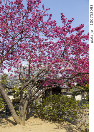 寒緋桜が咲く曹洞宗・皓台寺【長崎県長崎市】 100752093