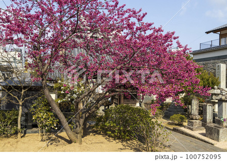 寒緋桜が咲く曹洞宗・皓台寺【長崎県長崎市】 寒緋桜が咲く曹洞宗・皓台寺【長崎県長崎市】 100752095