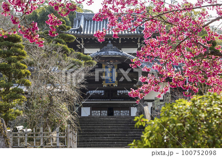 寒緋桜が咲く曹洞宗・皓台寺【長崎県長崎市】 寒緋桜が咲く曹洞宗・皓台寺【長崎県長崎市】 100752098