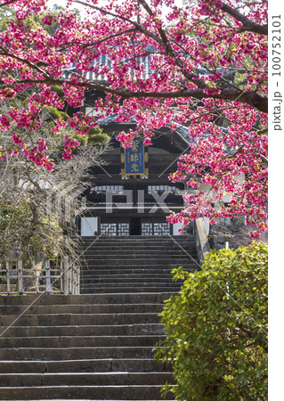 寒緋桜が咲く曹洞宗・皓台寺【長崎県長崎市】 寒緋桜が咲く曹洞宗・皓台寺【長崎県長崎市】 100752101