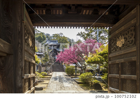 寒緋桜が咲く曹洞宗・皓台寺【長崎県長崎市】 寒緋桜が咲く曹洞宗・皓台寺【長崎県長崎市】 100752102