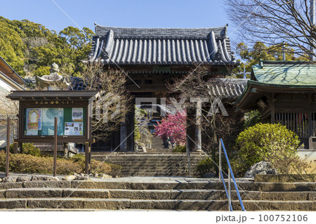 寒緋桜が咲く曹洞宗・皓台寺【長崎県長崎市】 寒緋桜が咲く曹洞宗・皓台寺【長崎県長崎市】 100752106
