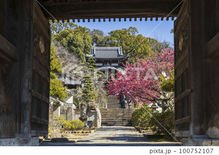 寒緋桜が咲く曹洞宗・皓台寺【長崎県長崎市】 寒緋桜が咲く曹洞宗・皓台寺【長崎県長崎市】 100752107