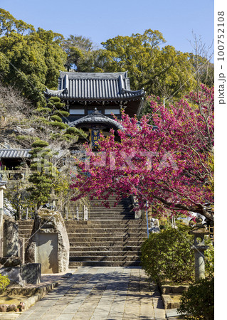 寒緋桜が咲く曹洞宗・皓台寺【長崎県長崎市】 寒緋桜が咲く曹洞宗・皓台寺【長崎県長崎市】 100752108