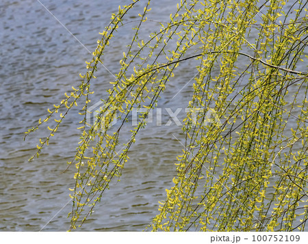 川の側に生えるシダレヤナギの花 100752109