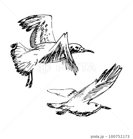 Set of seagulls outlines. Hand drawn illustration converted to vector. Black on transparent background 100752173