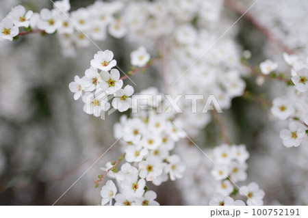 春枝垂れた枝先の長い穂にたくさんの花をさかせるユキヤナギ。春の訪れを告げる 春枝垂れた枝先の長い穂にたくさんの花をさかせるユキヤナギ。春の訪れを告げる 100752191