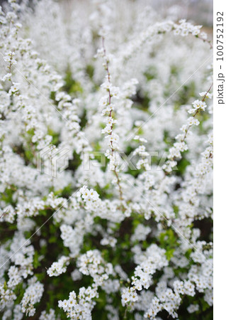 春枝垂れた枝先の長い穂にたくさんの花をさかせるユキヤナギ。春の訪れを告げる 春枝垂れた枝先の長い穂にたくさんの花をさかせるユキヤナギ。春の訪れを告げる 100752192