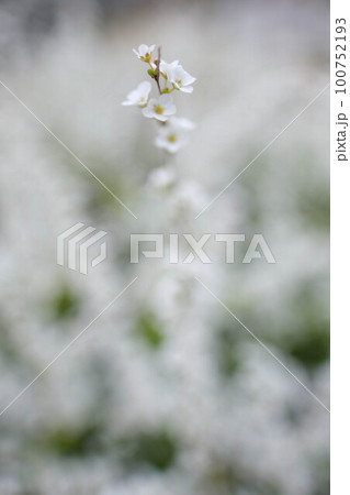 春枝垂れた枝先の長い穂にたくさんの花をさかせるユキヤナギ。春の訪れを告げる 100752193