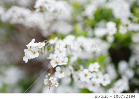 春枝垂れた枝先の長い穂にたくさんの花をさかせるユキヤナギ。春の訪れを告げる 春枝垂れた枝先の長い穂にたくさんの花をさかせるユキヤナギ。春の訪れを告げる 100752194