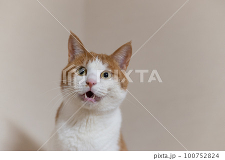 鳴いている猫 茶トラ白 鳴いている猫 茶トラ白 100752824