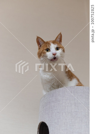 鳴いている猫 茶トラ白 鳴いている猫 茶トラ白 100752825