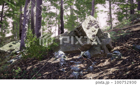 Forest scene with mossy ground in sunny evening in summer 100752930