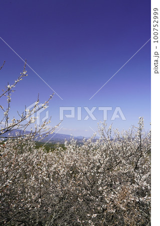 奈良　広橋梅林春景色　梅花爛漫の頃 100752999