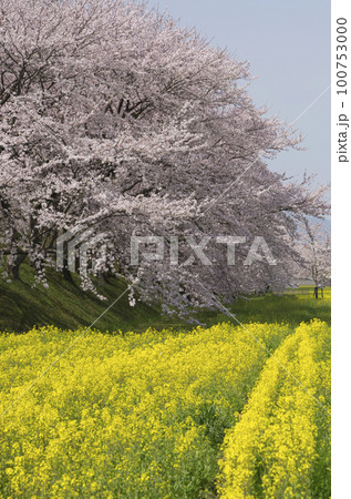 奈良県藤原京後の菜の花と桜並木 100753000