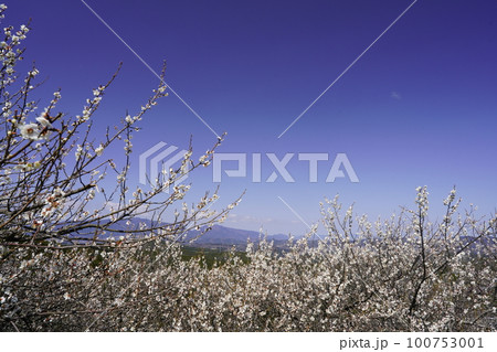 奈良 広橋梅林春景色 梅花爛漫の頃 奈良 広橋梅林春景色 梅花爛漫の頃 100753001
