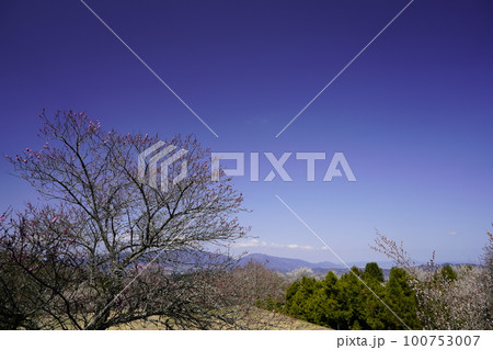 奈良　広橋梅林春景色　梅花爛漫の頃 100753007
