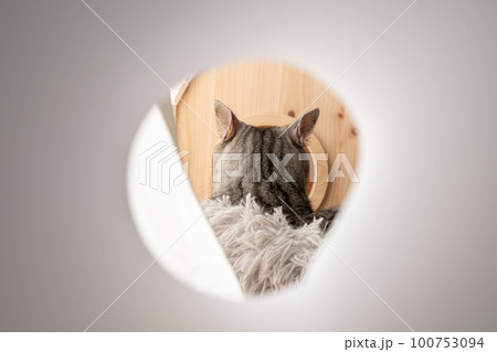 見つめる猫　サバトラ猫 100753094