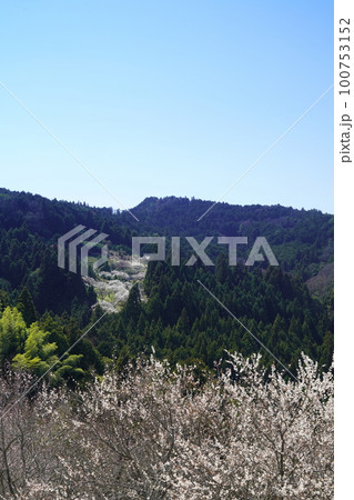 奈良　広橋梅林春景色　梅花爛漫の頃 100753152