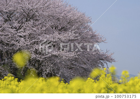 奈良県藤原京跡の桜 100753175
