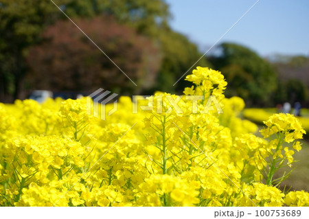 満開の菜の花畑　32 100753689