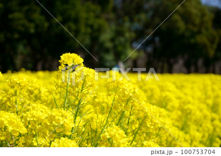 満開の菜の花畑　17 100753704