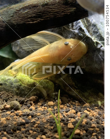 ブルーアイゴールデンブッシープレコ 100754534