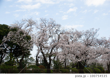 桜 桜 100754535