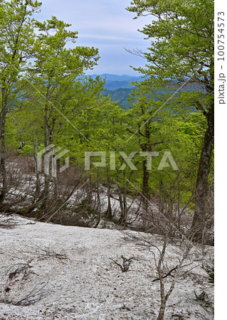 扇ノ山のブナ林 扇ノ山のブナ林 100754573