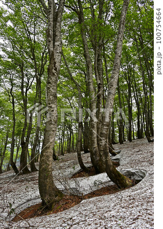 扇ノ山のブナ林 扇ノ山のブナ林 100754664