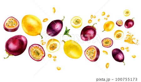 Banner of variouse passion fruits, leaves watercolor illustration isolated on white. Banner of variouse passion fruits, leaves watercolor illustration isolated on white. 100755173