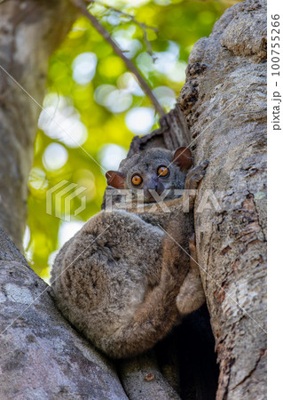 Randrianasolo's sportive lemur, Lepilemur randrianasoloi. Tsingy de Bemaraha. Madagascar wildlife Randrianasolo's sportive lemur, Lepilemur randrianasoloi. Tsingy de Bemaraha. Madagascar wildlife 100755266