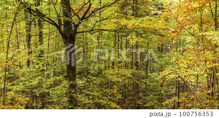 Autumn Mixed Forest, Fussen, Germany 100756353