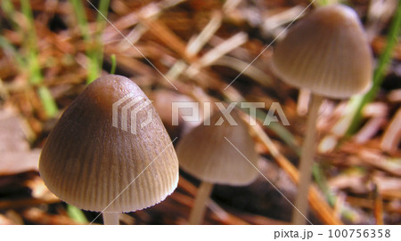 Wild Mushroom, Sierra de Guadarrama National Park, Spain 100756358