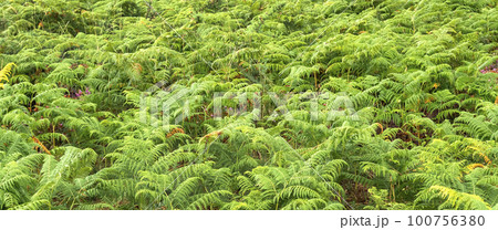 Leaves Fern 100756380