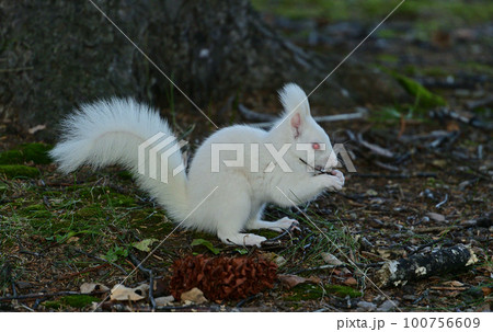 目の赤い白リス 目の赤い白リス 100756609