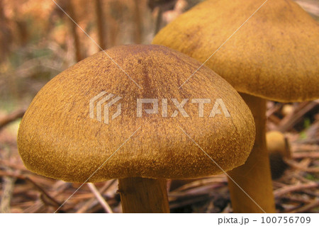Wild Mushroom, Sierra de Guadarrama National Park, Spain 100756709