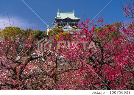 《大阪府》大阪城と梅の花・大阪城梅林 100756933