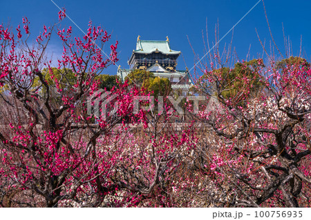 《大阪府》大阪城と梅の花・大阪城梅林 100756935