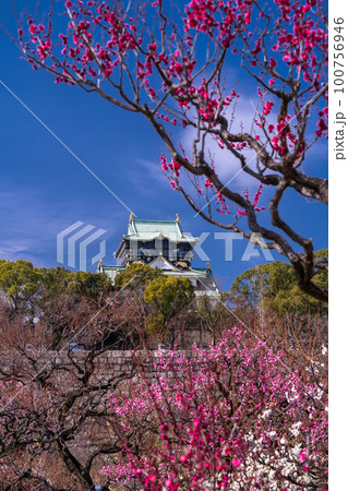 《大阪府》大阪城と梅の花・大阪城梅林 100756946