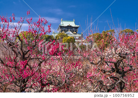 《大阪府》大阪城と梅の花・大阪城梅林 100756952